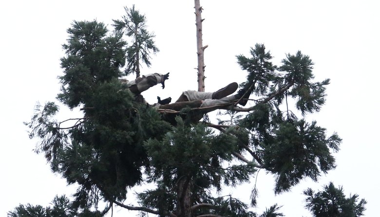 Approaching a day up in a tree, aman remains atop an 80 foot conifer in downtown Seattle, Wednesday, March 23, 2016.  (Ken Lambert / The Seattle Times)