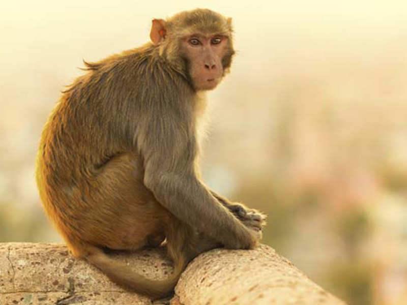 monkey-650-generic-thinkstock