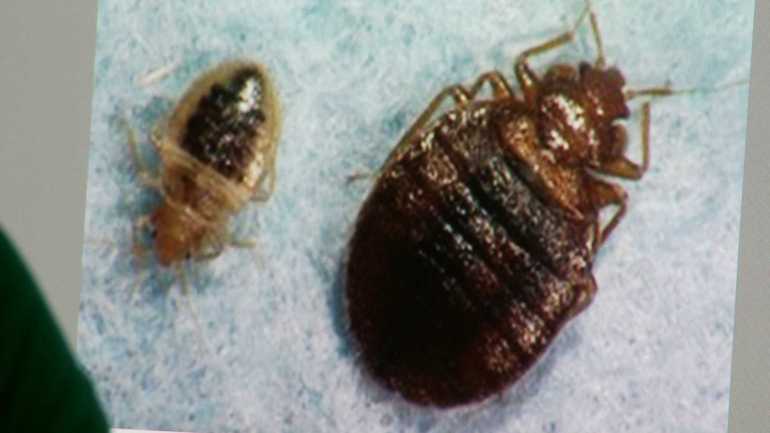 bed-bugs