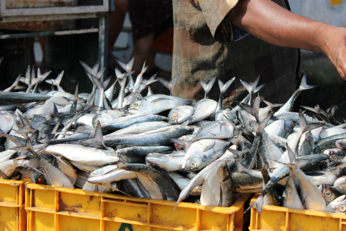 Fish-Market-Beypore-5